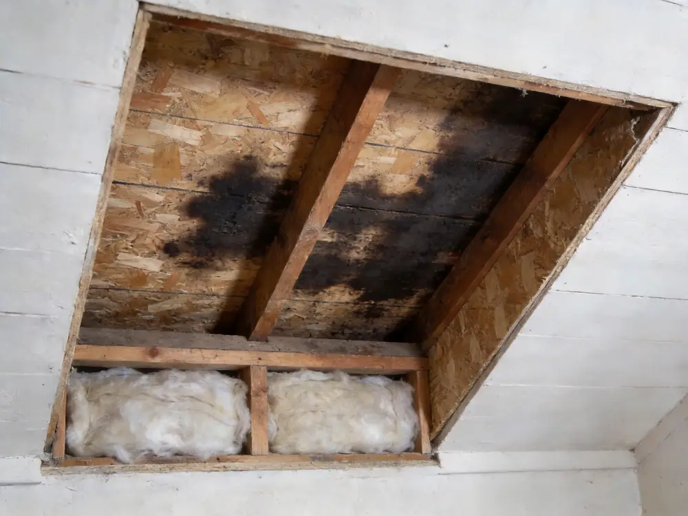 Dark mold staining across attic roof sheathing between the rafters