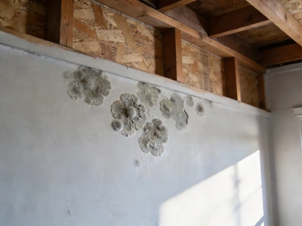 Close detail of textured mold colonies on a painted wall