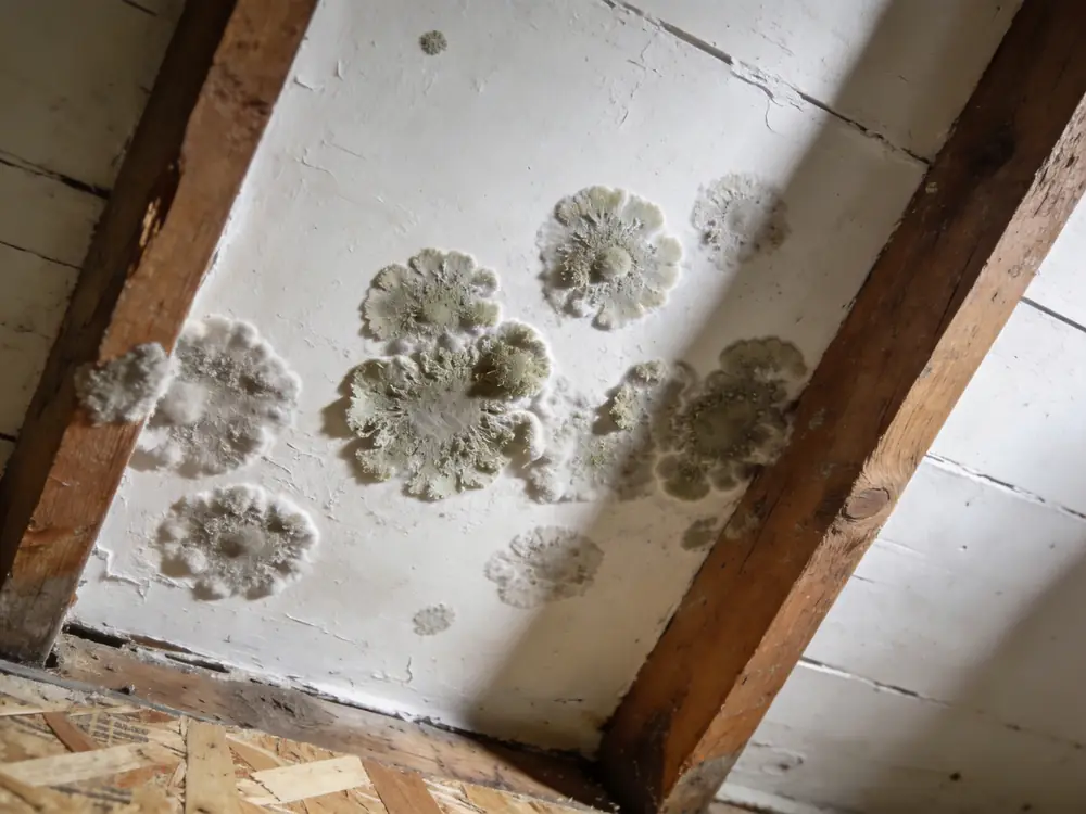 Close detail of textured mold colonies on a painted wall