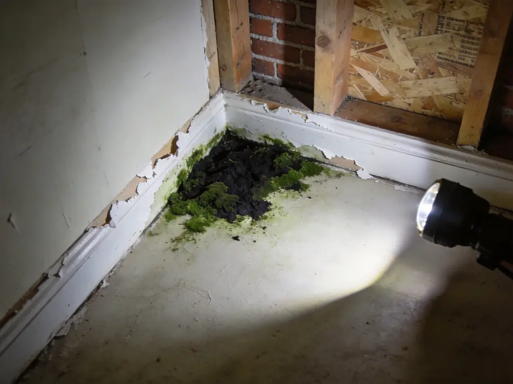 Dark green-black growth spreading across drywall near a baseboard