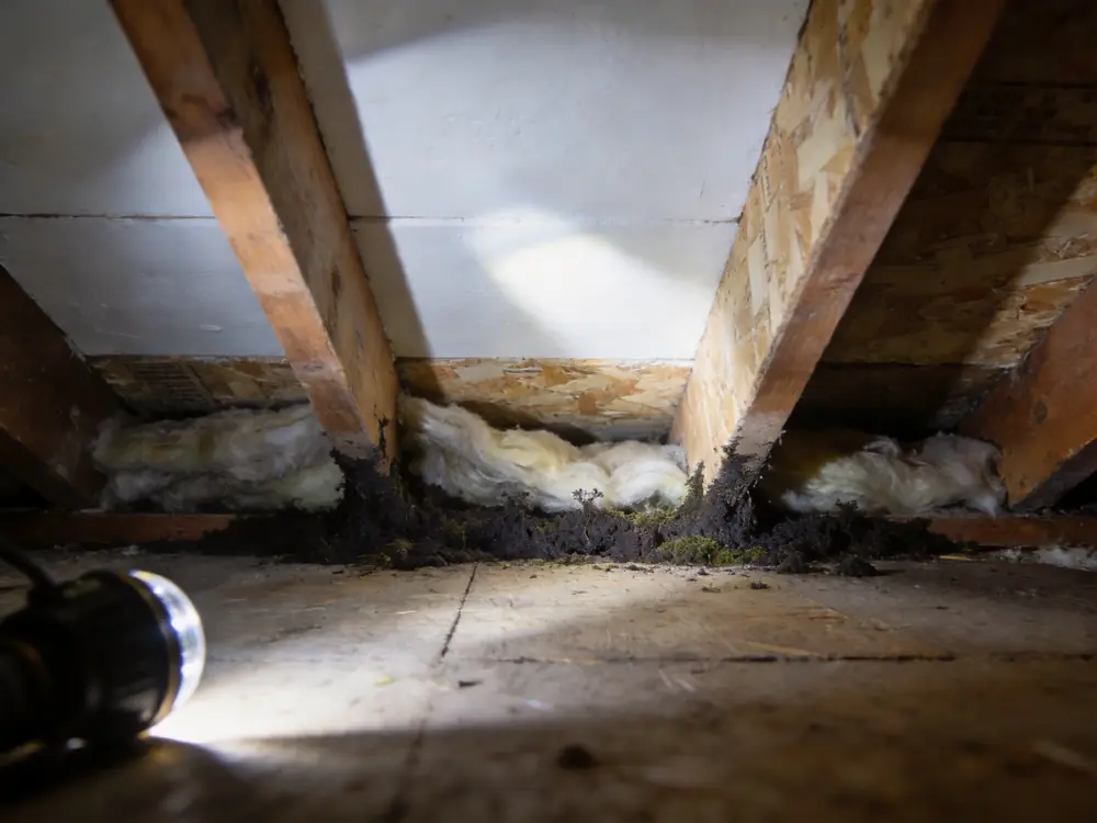 Dark growth along crawl space floor joists and subfloor