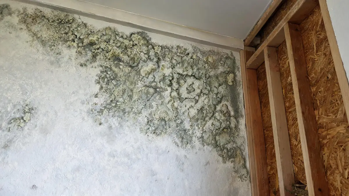Close detail of textured mold colonies on a painted wall